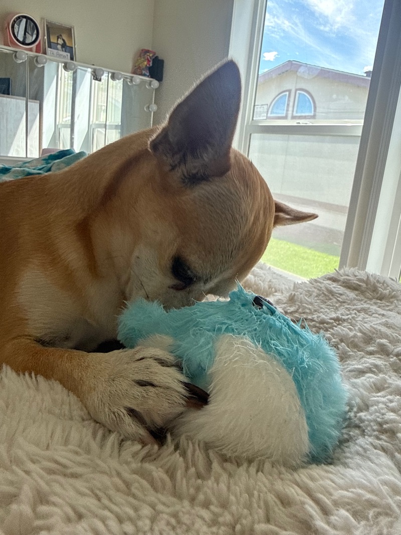 Tan dog holding a turquoise plush toy between its front paws.