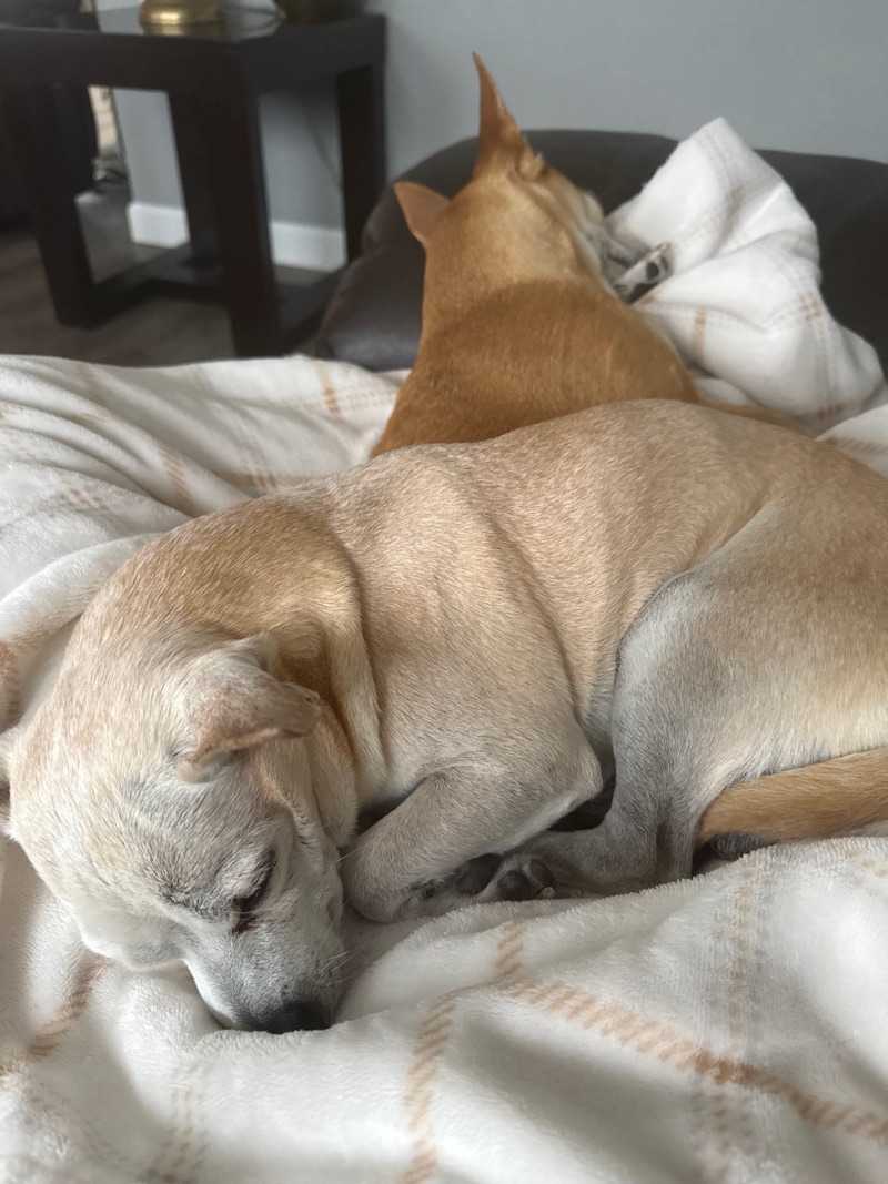 Light-colored dog sleeping on a cream blanket with a tan dog behind it.