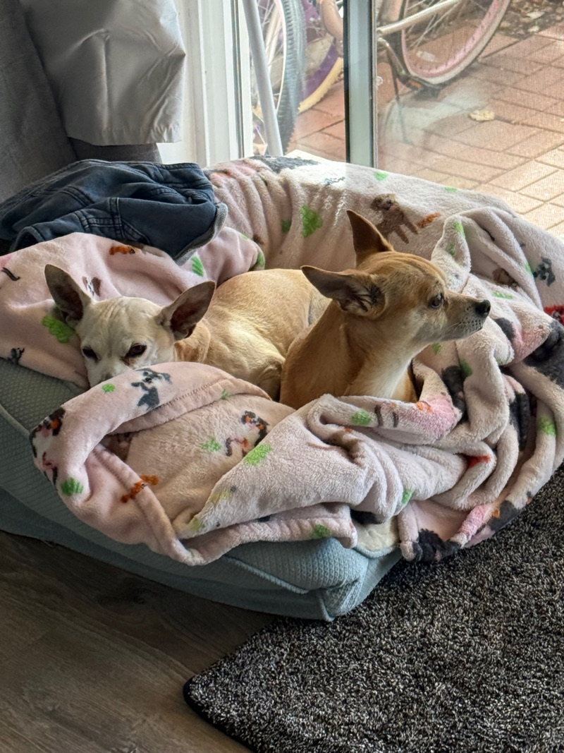 Two small dogs resting together in a bed with pink patterned blankets.