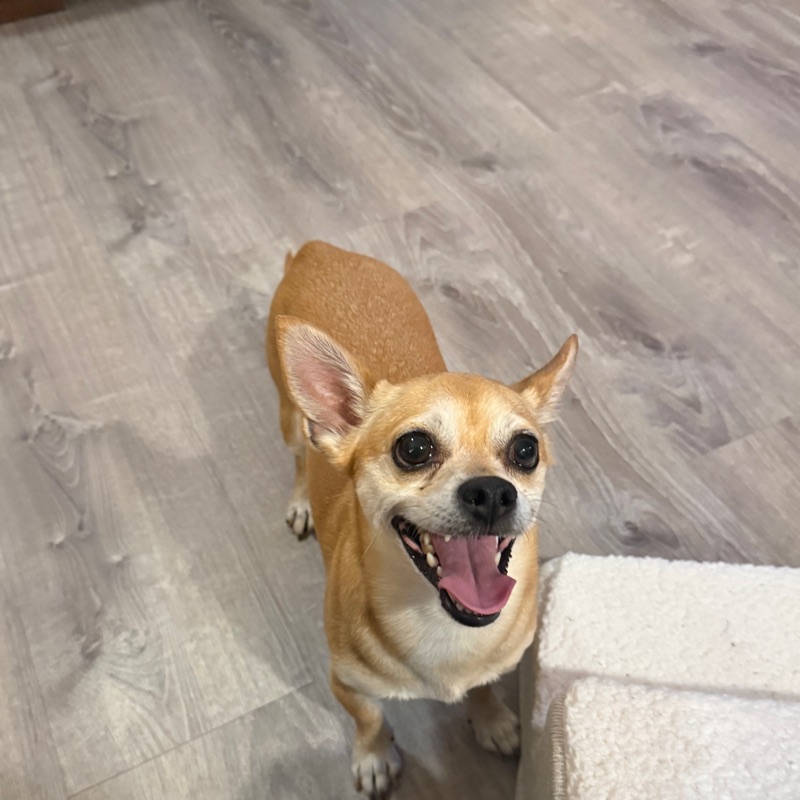 Tan dog looking up with its mouth open beside a cushioned pet step.